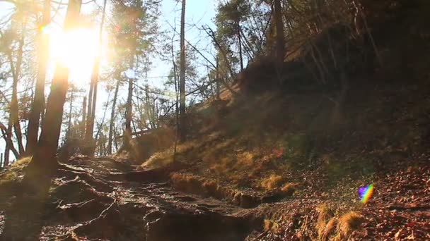 Forêt avec un sentier — Video