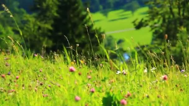Bloemen en veld op zonnige dag — Stockvideo