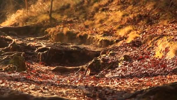 Sistema de raiz na floresta — Vídeo de Stock