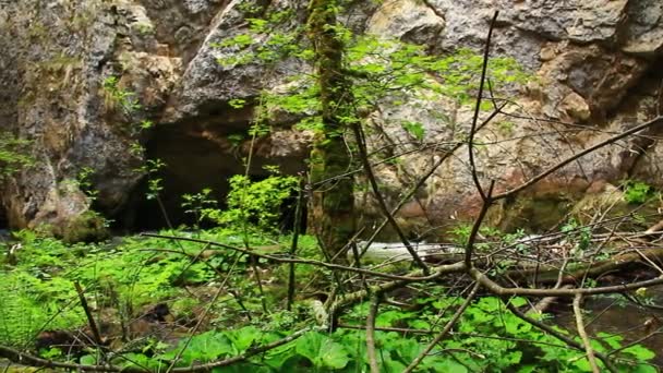 Bach fließt durch Schlucht — Stockvideo