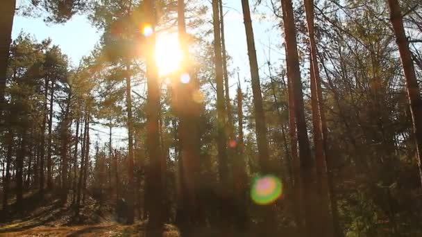 Dennenbomen in het bos — Stockvideo