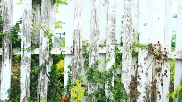 Cerca velha com plantas — Vídeo de Stock