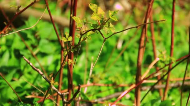 Plantas silvestres en el bosque — Vídeos de Stock