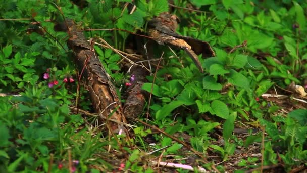 Piante selvatiche nella foresta — Video Stock