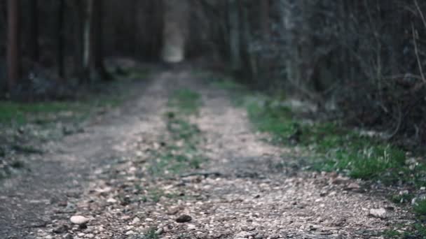 Estrada florestal terrestre — Vídeo de Stock