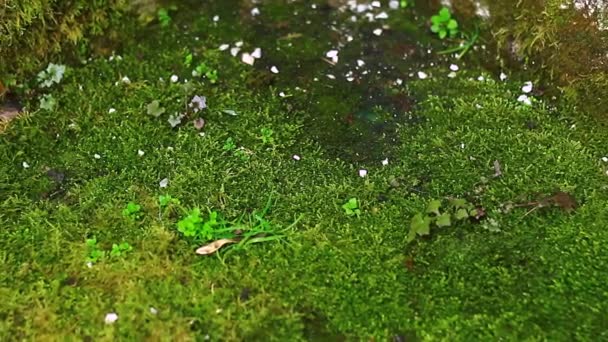 Campo de musgo verde — Vídeo de stock