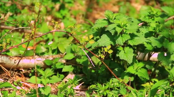 Plantas silvestres en el bosque — Vídeo de stock