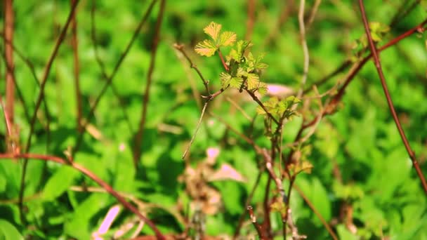 Wilde planten in het bos — Stockvideo