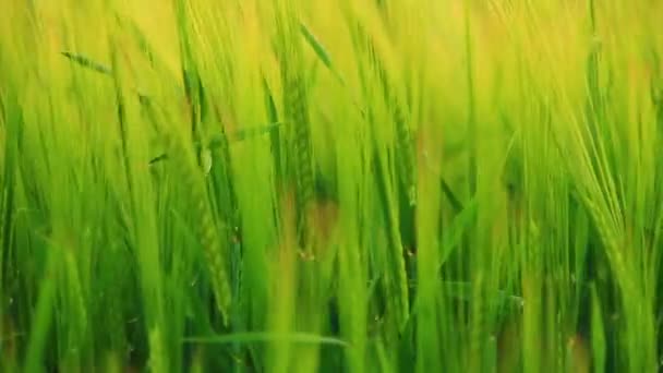 草在风中移动 — 图库视频影像