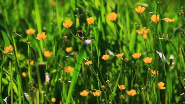 Grama verde com flores — Vídeo de Stock