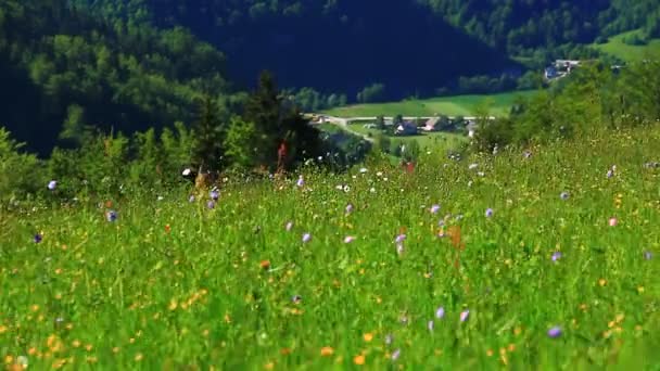 Campo con flores en día soleado — Vídeo de stock