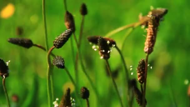 Green grass with flowers — Stock Video