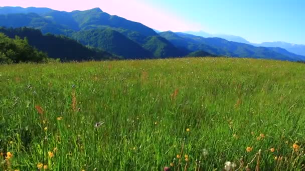 Meadow with flowers on sunny day — Stock Video