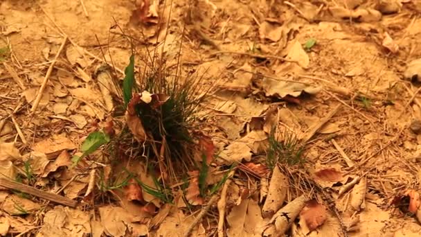 小植物对土壤干 — 图库视频影像