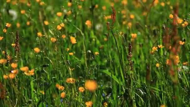 Hierba verde con flores — Vídeos de Stock