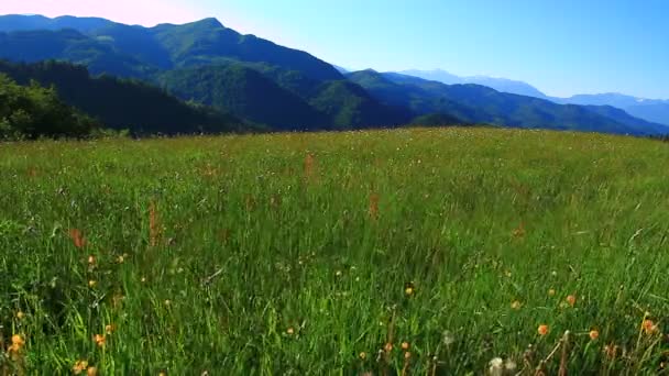 晴れた日に花と草原 — ストック動画