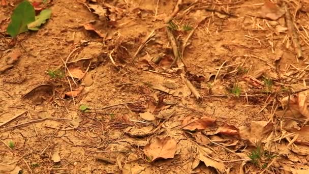 Pequenas plantas em solo seco — Vídeo de Stock