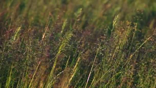 Hierba larga con flores — Vídeo de stock