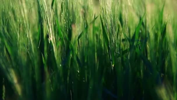 잔디는 바람에 이동 — 비디오