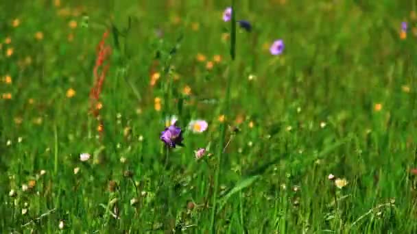 Green grass with flowers — Stock Footage Green grass with flowers Stock Video