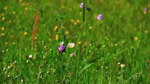 Hierba verde con flores — Vídeos de Stock