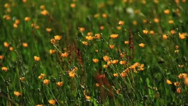 Hierba verde con flores — Vídeos de Stock