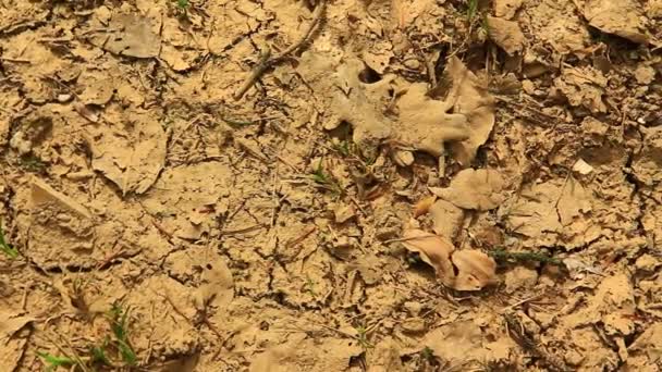 Маленькие растения на сухой почве — стоковое видео