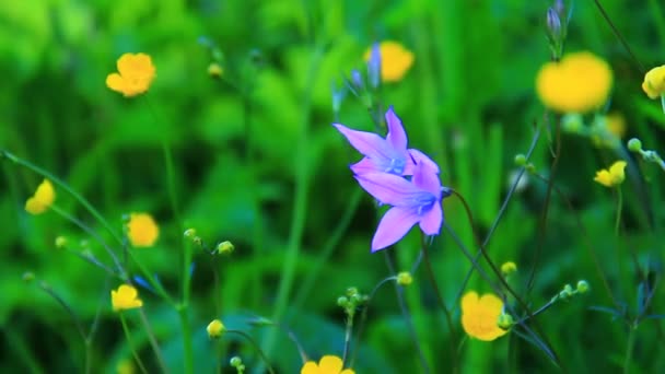 Green grass with flowers — Stock Video