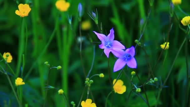 Zielona trawa z kwiatami — Wideo stockowe