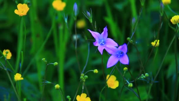 Herbe verte avec des fleurs — Video