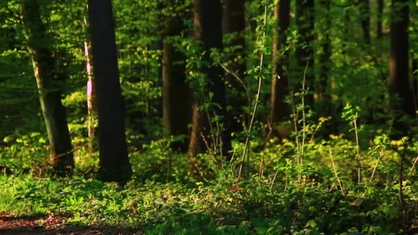 Madeira verde grossa e intocada — Vídeo de Stock