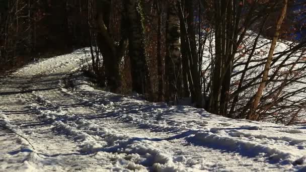 Camino de invierno en el bosque — Vídeos de Stock