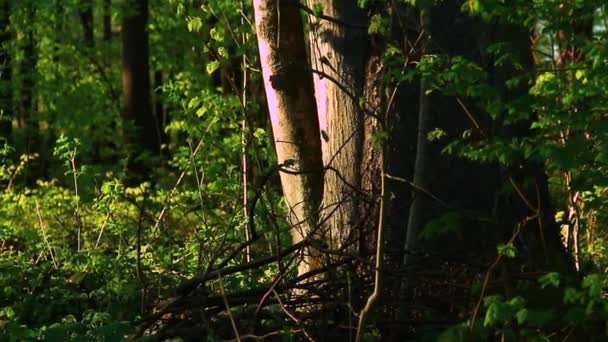 Bois vert épais et intact — Video