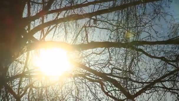 Träd grenar mot himlen — Stockvideo