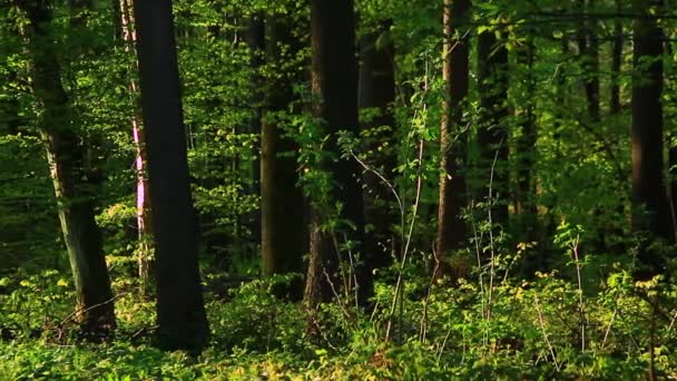 Madeira verde grossa e intocada — Vídeo de Stock