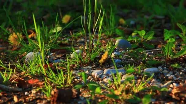 Plantas y piedras en el suelo — Vídeos de Stock