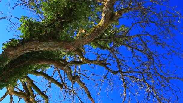 Деревья против неба — стоковое видео
