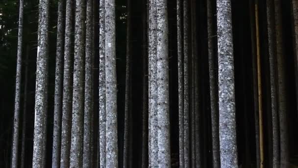 Tronchi d'albero nella foresta — Video Stock