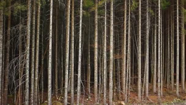 Troncos de árboles en el bosque — Vídeos de Stock