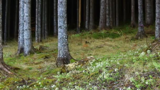 Moss cubierto de árboles en el bosque — Vídeos de Stock