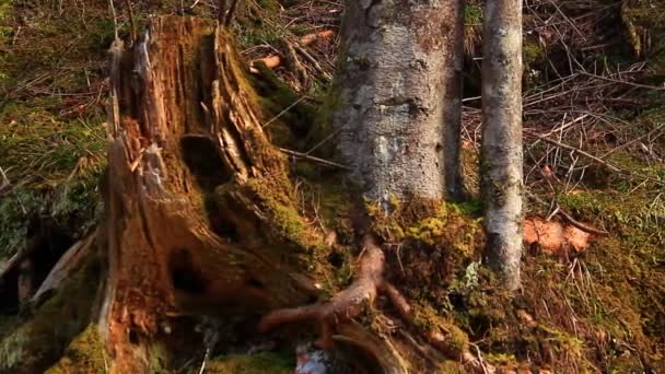 Tocón de árbol en el bosque — Vídeos de Stock