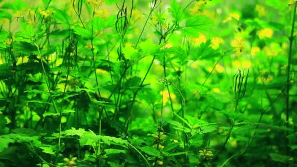 草与黄色的花朵 — 图库视频影像