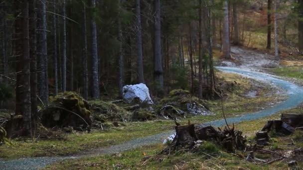 Tree stumps and a forest — Stock Video