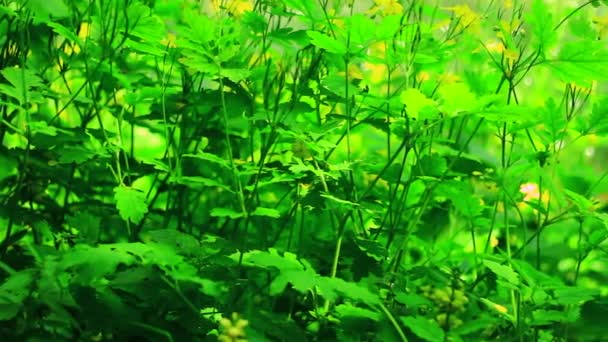 草与黄色的花朵 — 图库视频影像