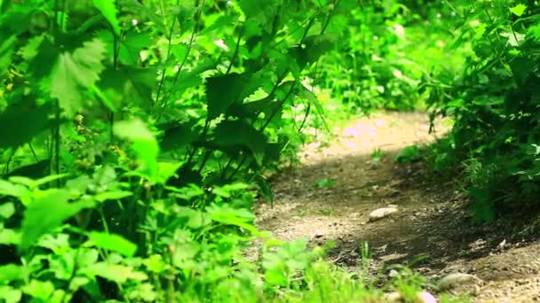 Camino en el bosque verde — Vídeo de stock