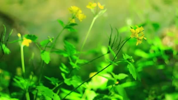 Gras mit gelben Blüten — Stockvideo