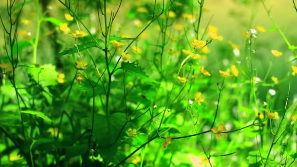 Grama com flores amarelas — Vídeo de Stock