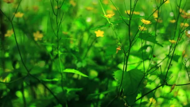 Hierba con flores amarillas — Vídeos de Stock