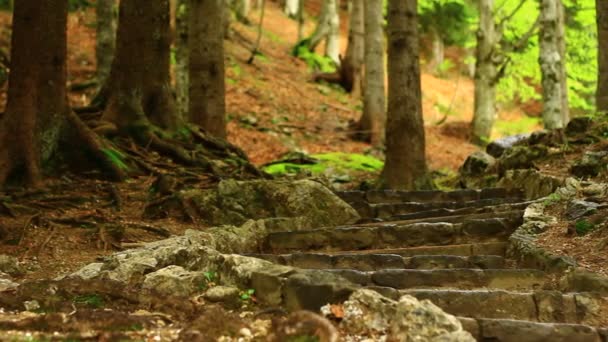 Кам'яні сходи в лісі — стокове відео