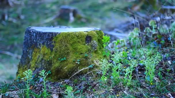 Moss cubierto tocón de árbol — Vídeo de stock